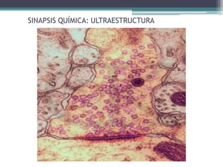 SINAPSIS QUÍMICA: ULTRAESTRUCTURA
 