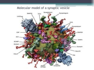 Molecular model of a synaptic vesicle
 