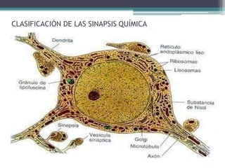 CLASIFICACIÓN DE LAS SINAPSIS QUÍMICA
 
