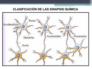 CLASIFICACIÓN DE LAS SINAPSIS QUÍMICA
 