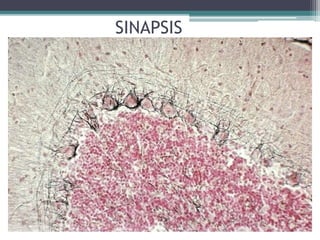 SINAPSIS
 