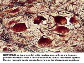 NEUROPILO: es la porción del tejido nervioso que contiene una trama de
procesos entremezclados e interconectados de células neuronales y gliales.
Es en el neuropilo donde ocurren la mayoría de las interacciones sinápticas.
 