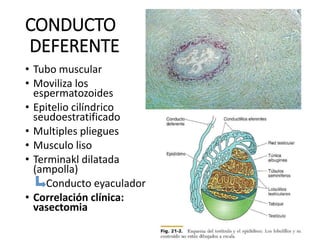 CONDUCTO
DEFERENTE
• Tubo muscular
• Moviliza los
espermatozoides
• Epitelio cilíndrico
seudoestratificado
• Multiples pliegues
• Musculo liso
• Terminakl dilatada
(ampolla)
Conducto eyaculador
• Correlación clínica:
vasectomia
 