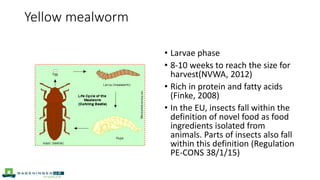 Yellow mealworm
• Larvae phase
• 8-10 weeks to reach the size for
harvest(NVWA, 2012)
• Rich in protein and fatty acids
(Finke, 2008)
• In the EU, insects fall within the
definition of novel food as food
ingredients isolated from
animals. Parts of insects also fall
within this definition (Regulation
PE-CONS 38/1/15)
 