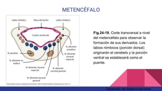 Labios Rombicos 24 desarrollo del sistema nervioso | PPTX