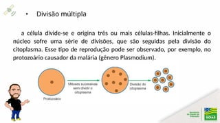 Comprehensive Overview of Asexual Reproduction Mechanisms in Living ...