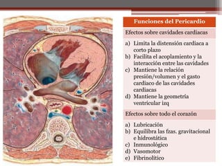 Funciones del Pericardio
Efectos sobre cavidades cardiacas
a) Limita la distensión cardiaca a
corto plazo
b) Facilita el acoplamiento y la
interacción entre las cavidades
c) Mantiene la relación
presión/volumen y el gasto
cardiaco de las cavidades
cardiacas
d) Mantiene la geometría
ventricular izq
Efectos sobre todo el corazón
a) Lubricación
b) Equilibra las fzas. gravitacional
e hidrostática
c) Inmunológico
d) Vasomotor
e) Fibrinolítico
 