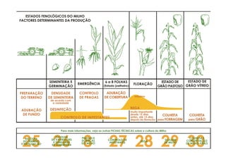ESTADOS FENOLÓGICOS DO MILHO
FACTORES DETERMINANTES DA PRODUÇÃO
SEMENTEIRA E
GERMINAÇÃO
PREPARAÇÃO
DO TERRENO
ADUBAÇÃO
DE FUNDO
CONTROLO
DE PRAGAS
ADUBAÇÃO
DE COBERTURA
COLHEITA
para FORRAGEM
COLHEITA
para GRÃO
DENSIDADE
DE SEMENTEIRA
DESINFEÇÃO
de acordo com
a variedade
muito importante
desde 15 dias
antes, até 15 dias
depois da floração
25 26 8 27 28 29 30
Para mais informações, veja as outras FICHAS TÉCNICAS sobre a cultura do Milho
ESCOLHA
DO TERRENO
E FERTILIZAÇÃO
ESCOLHA
DE VARIEDADES
E DENSIDADE
DE SEMENTEIRA
PRAGAS E
DOENÇAS
DO MILHO
CONTROLO DE
INFESTANTES REGA
SILAGEM
DE MILHO
COLHEITA E
CONSERVAÇÃO
DE MILHO-GRÃO
ESTADO DE
GRÃO PASTOSO
ESTADO DE
GRÃO VÍTREO
6 a 8 FOLHAS
(Estado joelheiro)
FLORAÇÃOEMERGÊNCIA
CONTROLO DE INFESTANTES
máximo
REGA
 