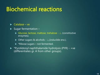 Biochemical reactions
 Catalase – ve
 Sugar fermentation –
 Glucose, lactose, maltose, trehalose - . (constitutive
enzymes).
 Other sugars & alcohols - ,(inducible enz.).
 *Ribose sugars – not fermented.
 *Pyrolidonyl naphthalamide hydrolysis (PYR) - +ve
(differentiates gr. A from other groups).
14
 