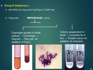  Group B streptococci –
 Identified by hippurate hydrolysis, CAMP test.
 Hippurate benzene ring + serine
Overnight growth in broth
culture → Centrifuge →
Deposit → Red ppt. on
addition of FeCl3.
Colony suspension in
broth → Incubate for 4
hrs. → Purple colour on
addition of ninhydrin.
HIPPURICASE
53
 