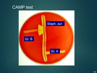 CAMP test
Staph. aur
Gr. B
Gr. A
54
 