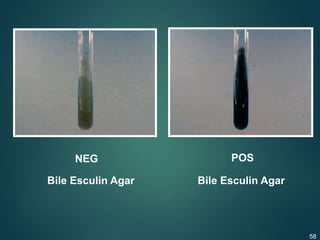 Bile Esculin Agar Bile Esculin Agar
NEG POS
58
 
