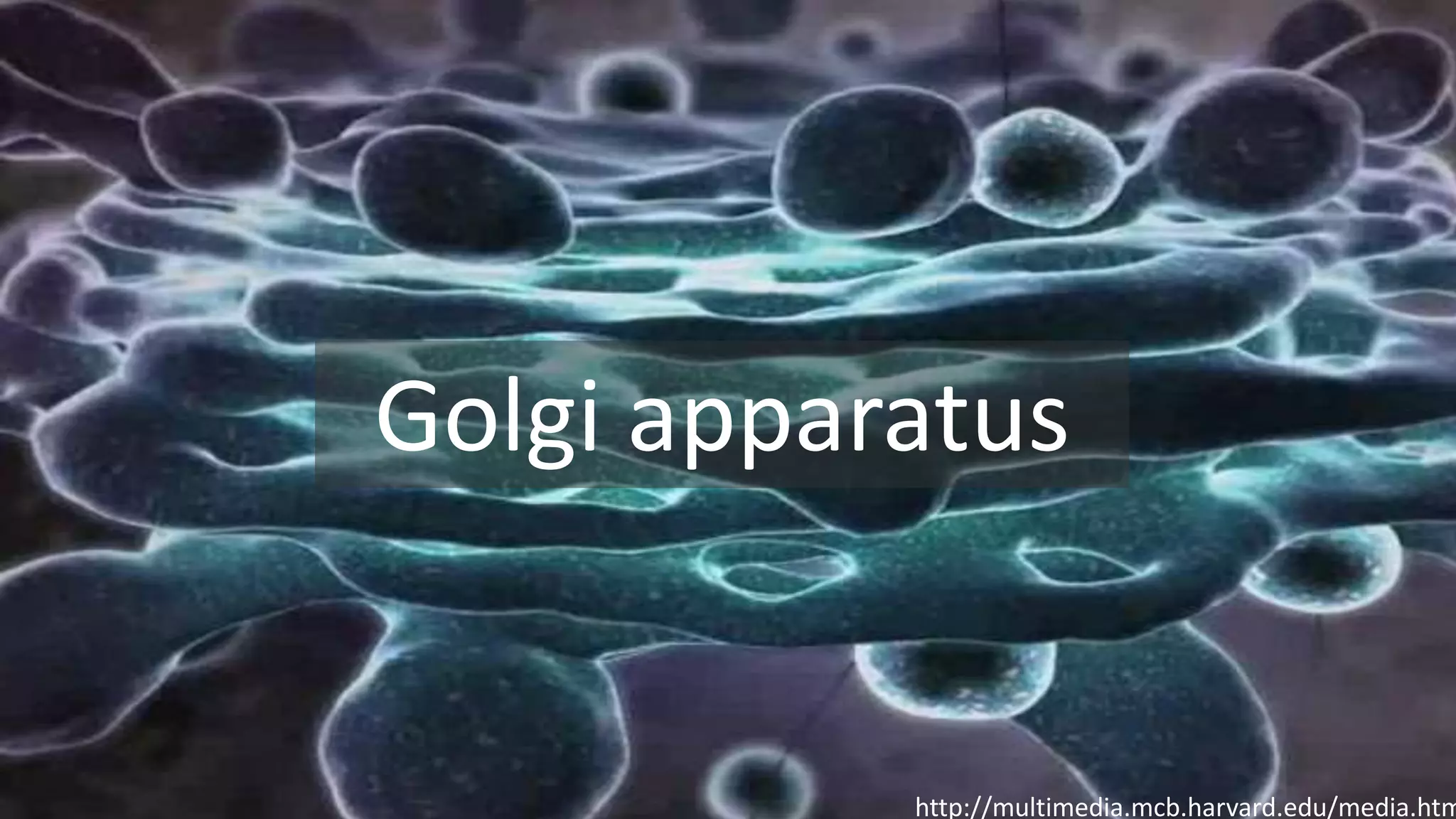 http://multimedia.mcb.harvard.edu/media.htm
Golgi apparatus
 