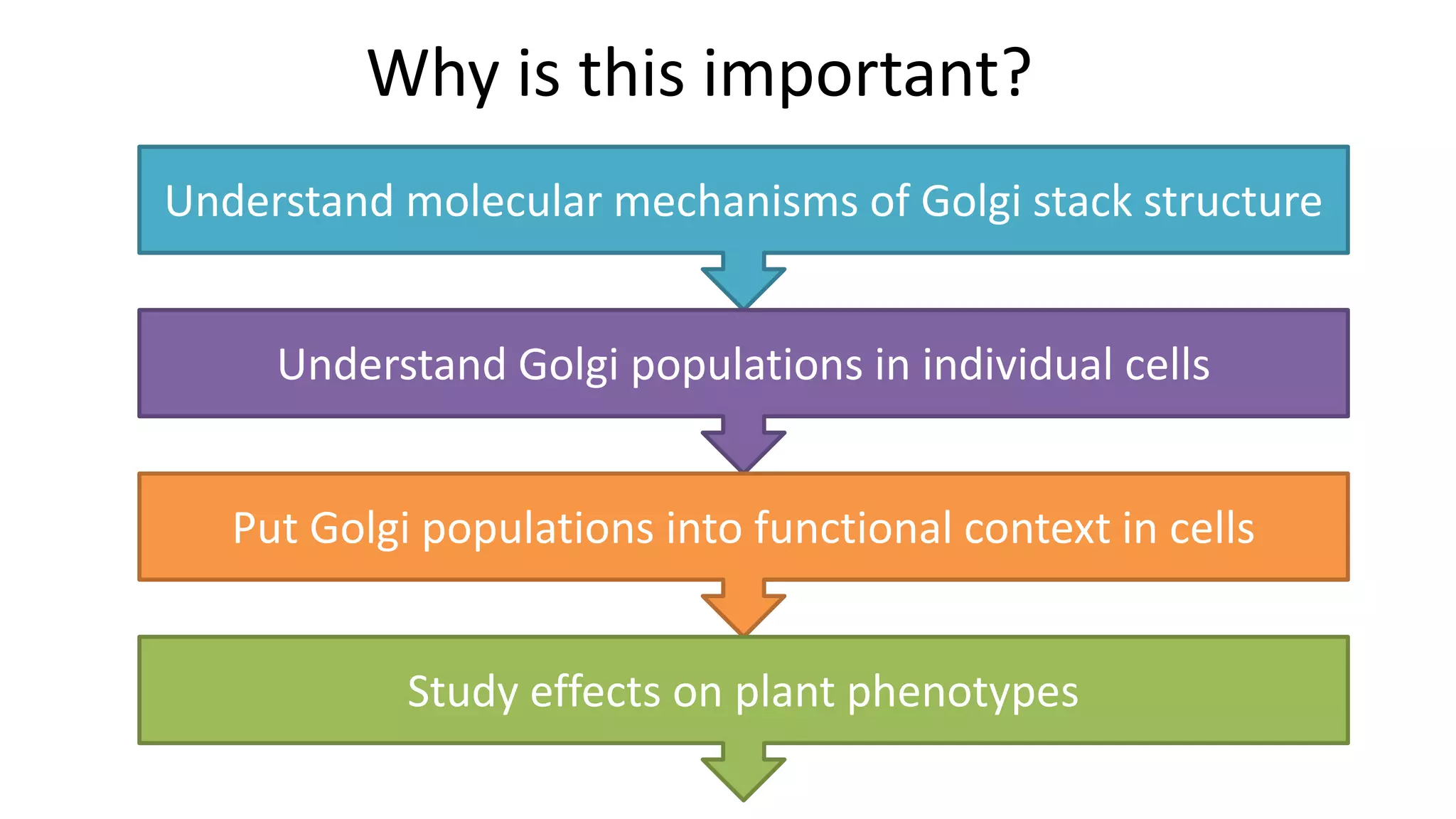 Why is this important?
Understand molecular mechanisms of Golgi stack structure
Understand Golgi populations in individual cells
Put Golgi populations into functional context in cells
Study effects on plant phenotypes
 