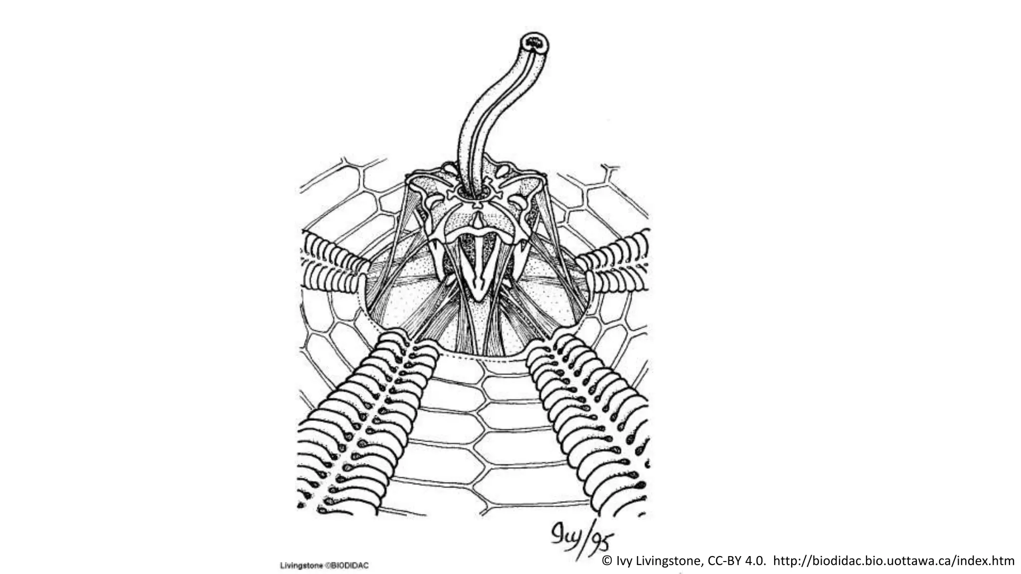 © Ivy Livingstone, CC-BY 4.0. http://biodidac.bio.uottawa.ca/index.htm
 