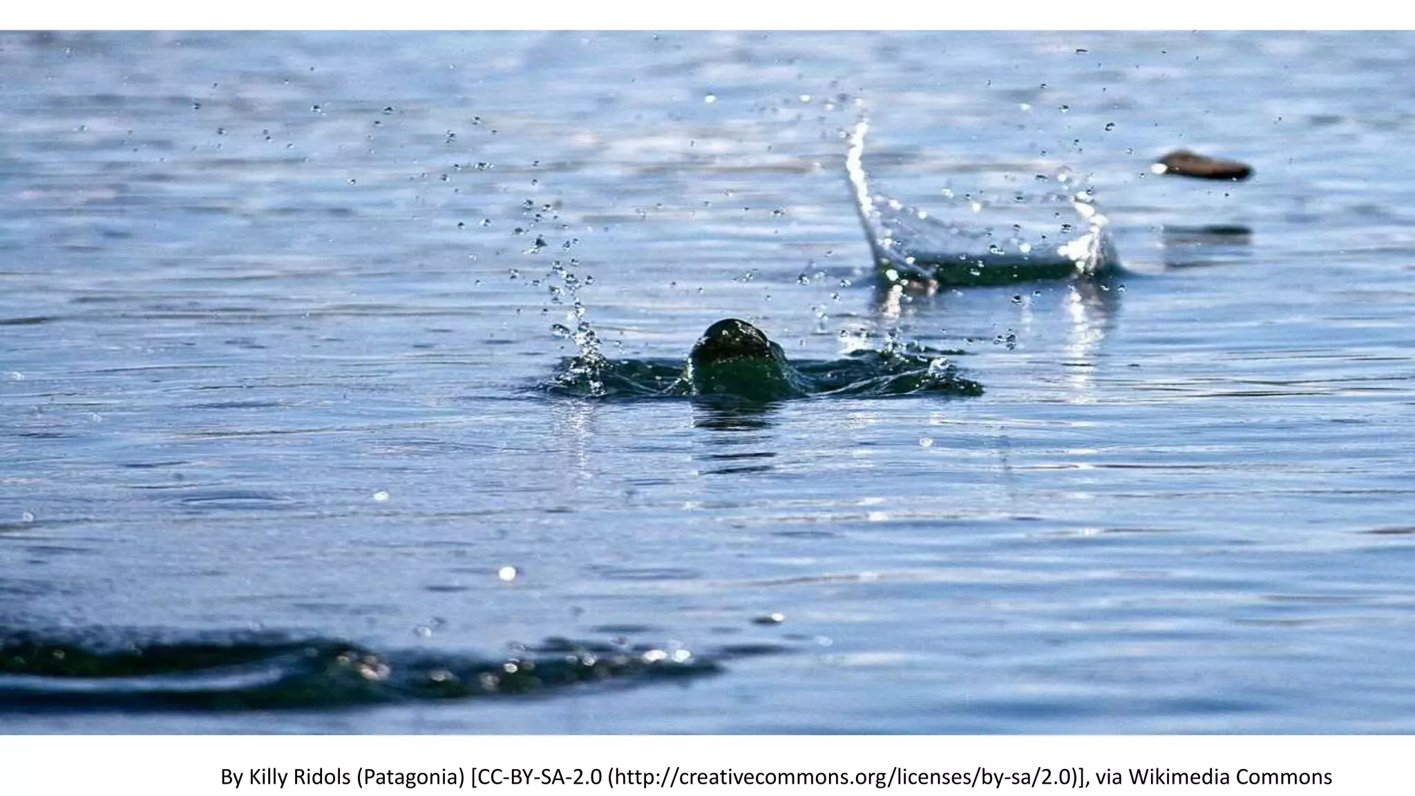 By Killy Ridols (Patagonia) [CC-BY-SA-2.0 (http://creativecommons.org/licenses/by-sa/2.0)], via Wikimedia Commons
 