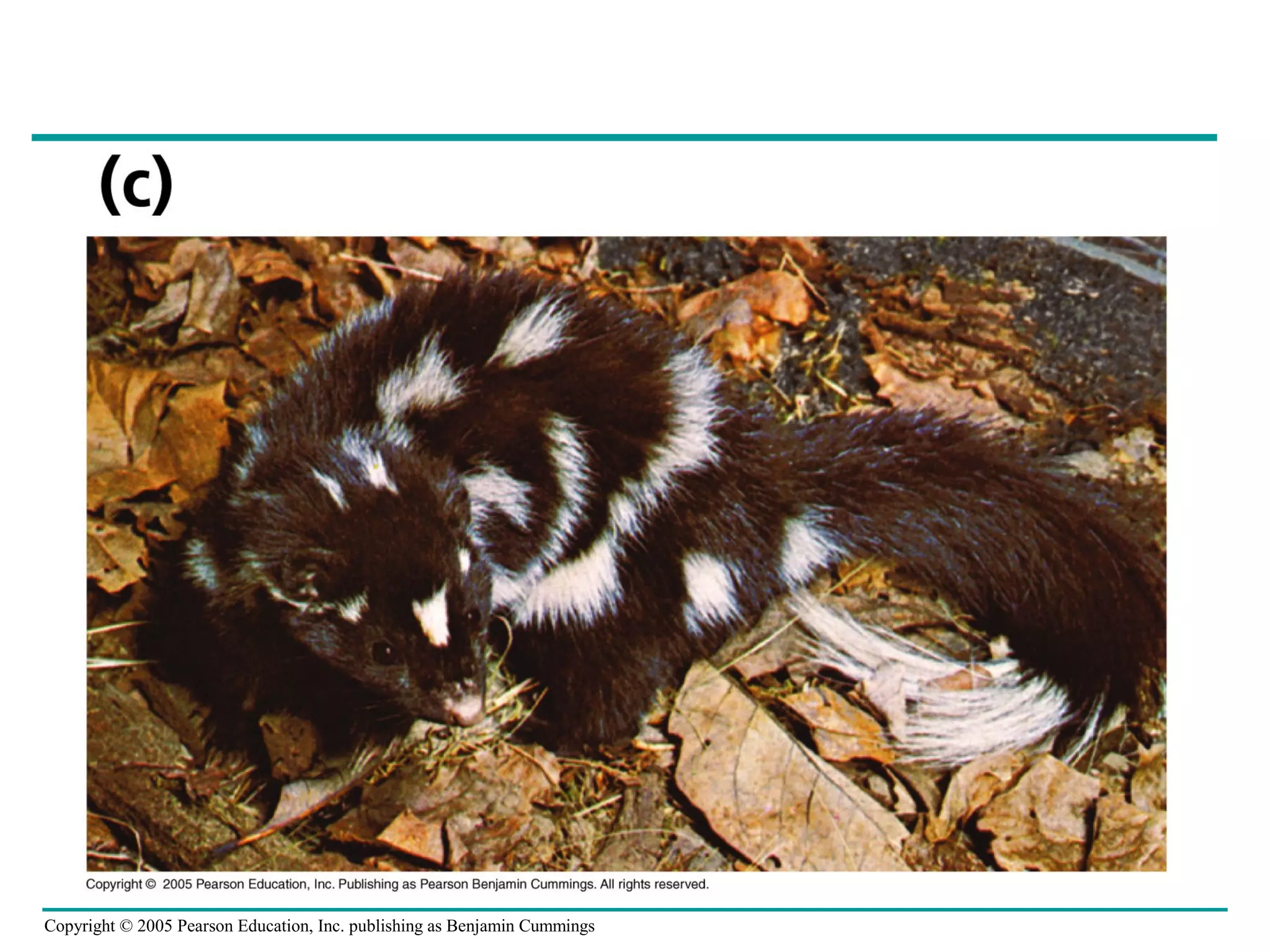 Copyright © 2005 Pearson Education, Inc. publishing as Benjamin Cummings
 