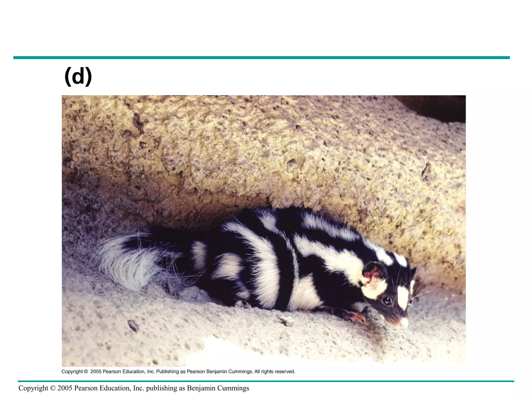 Copyright © 2005 Pearson Education, Inc. publishing as Benjamin Cummings
 