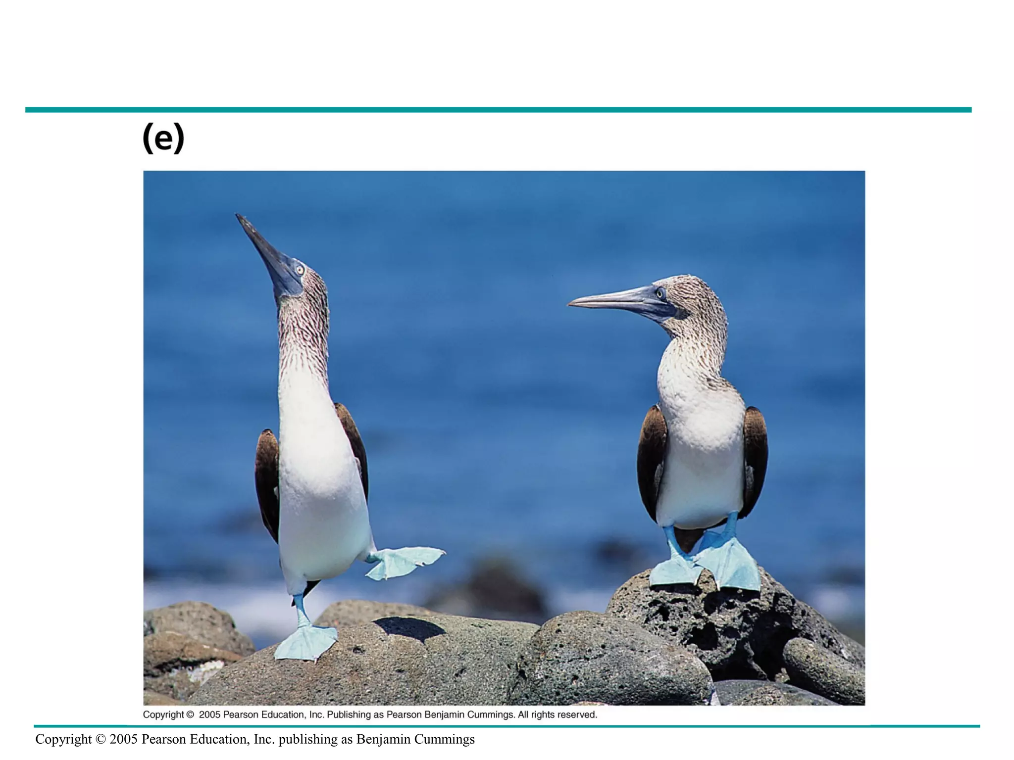 Copyright © 2005 Pearson Education, Inc. publishing as Benjamin Cummings
 