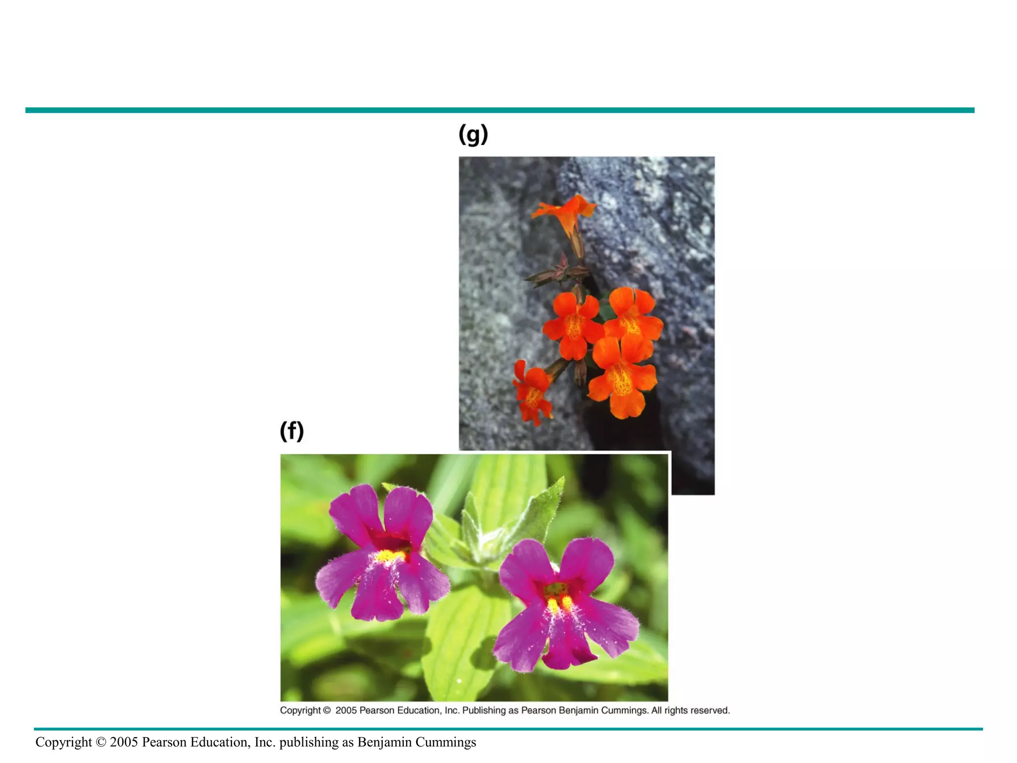 Copyright © 2005 Pearson Education, Inc. publishing as Benjamin Cummings
 