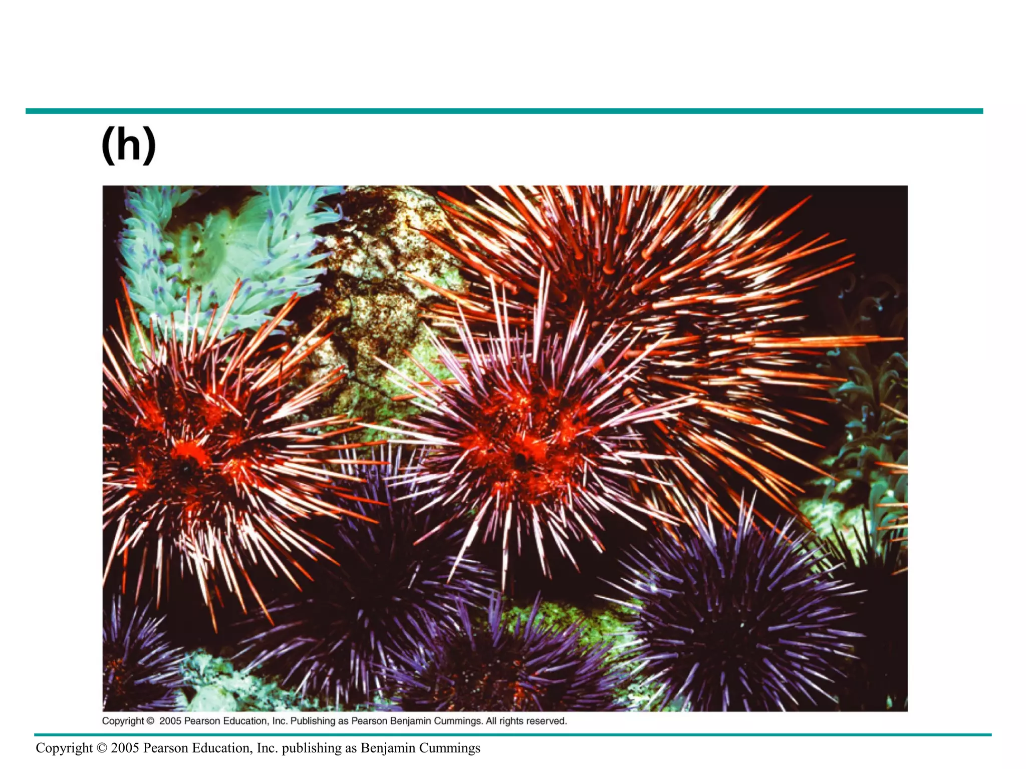 Copyright © 2005 Pearson Education, Inc. publishing as Benjamin Cummings
 