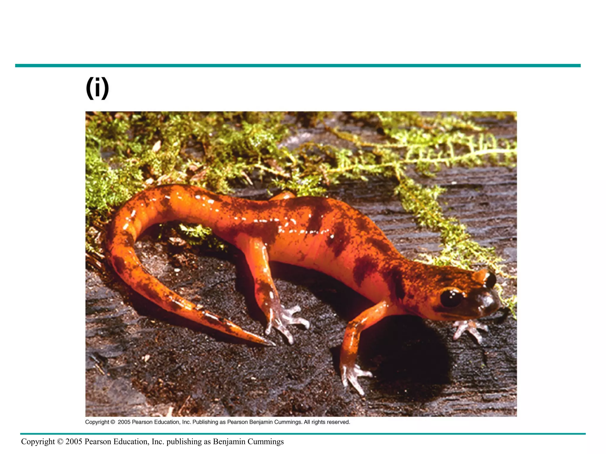 Copyright © 2005 Pearson Education, Inc. publishing as Benjamin Cummings
 