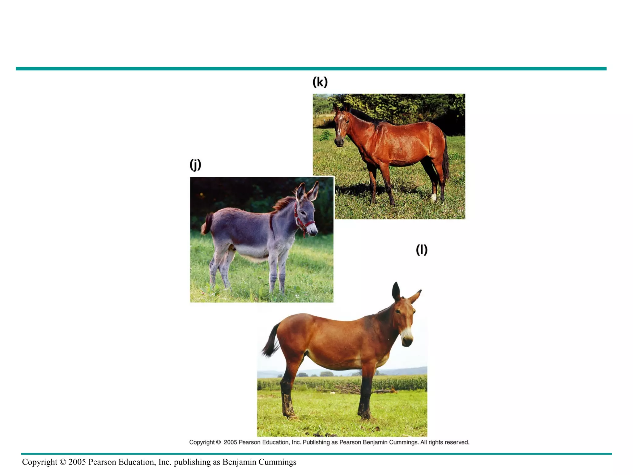 Copyright © 2005 Pearson Education, Inc. publishing as Benjamin Cummings
 