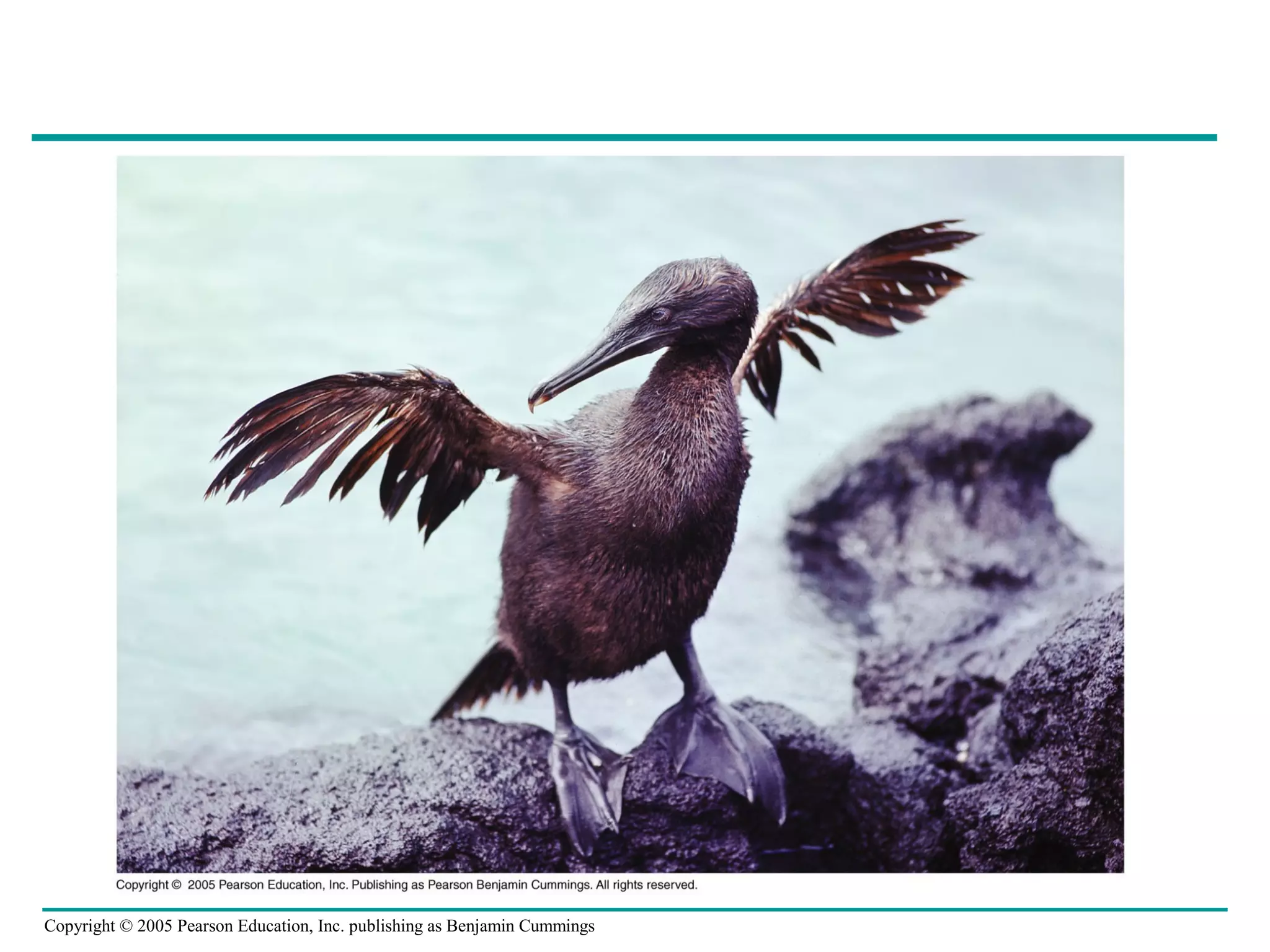 Copyright © 2005 Pearson Education, Inc. publishing as Benjamin Cummings
 