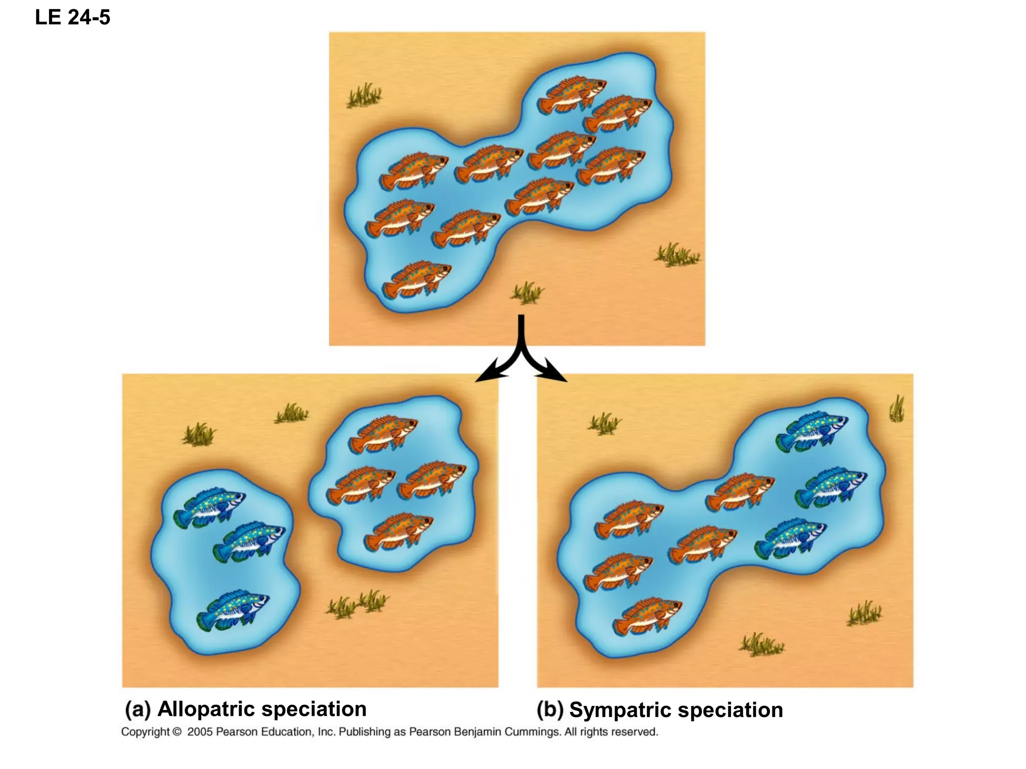 LE 24-5
Allopatric speciation Sympatric speciation
 