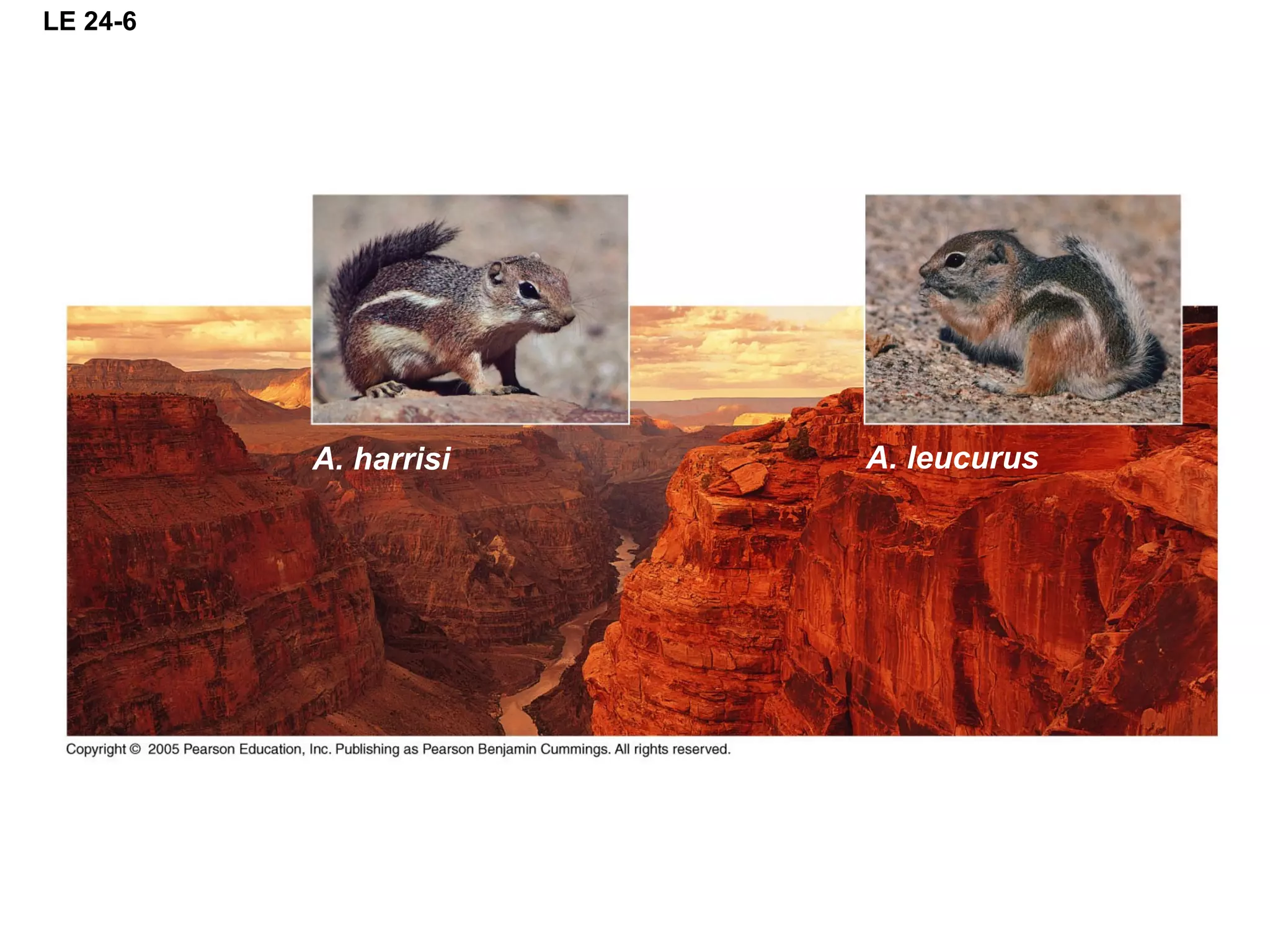 LE 24-6
A. harrisi A. leucurus
 