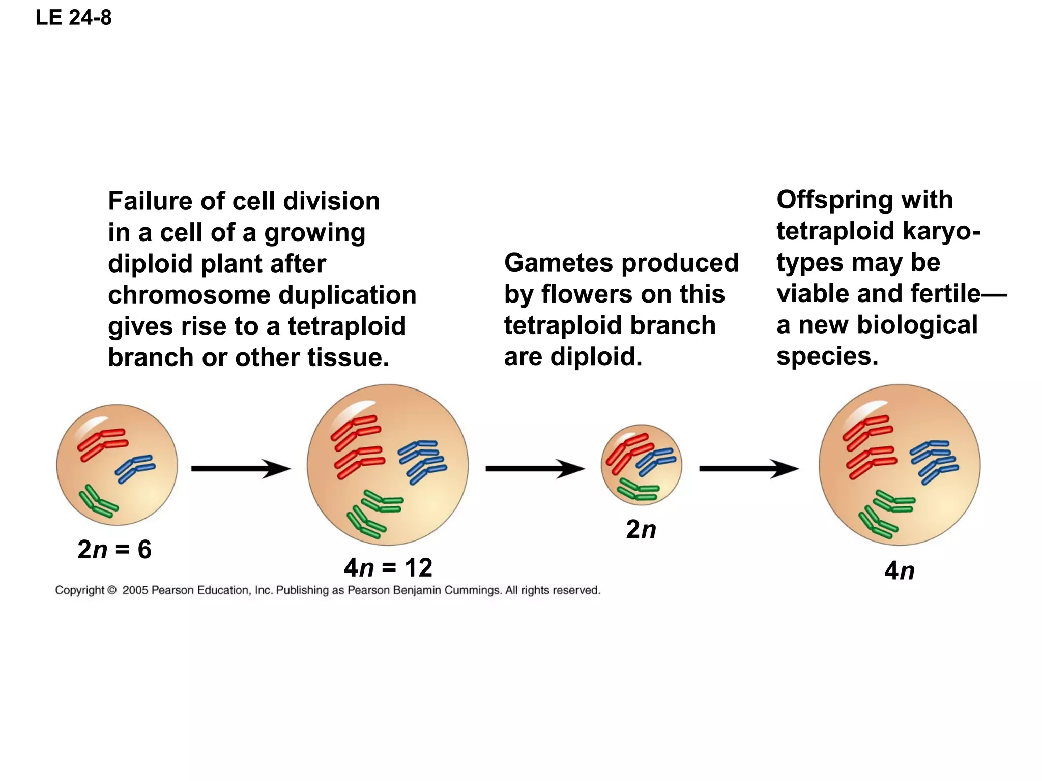 LE 24-8
Failure of cell division
in a cell of a growing
diploid plant after
chromosome duplication
gives rise to a tetraploid
branch or other tissue.
Gametes produced
by flowers on this
tetraploid branch
are diploid.
Offspring with
tetraploid karyo-
types may be
viable and fertile—
a new biological
species.
2n = 6
4n = 12 4n
2n
 