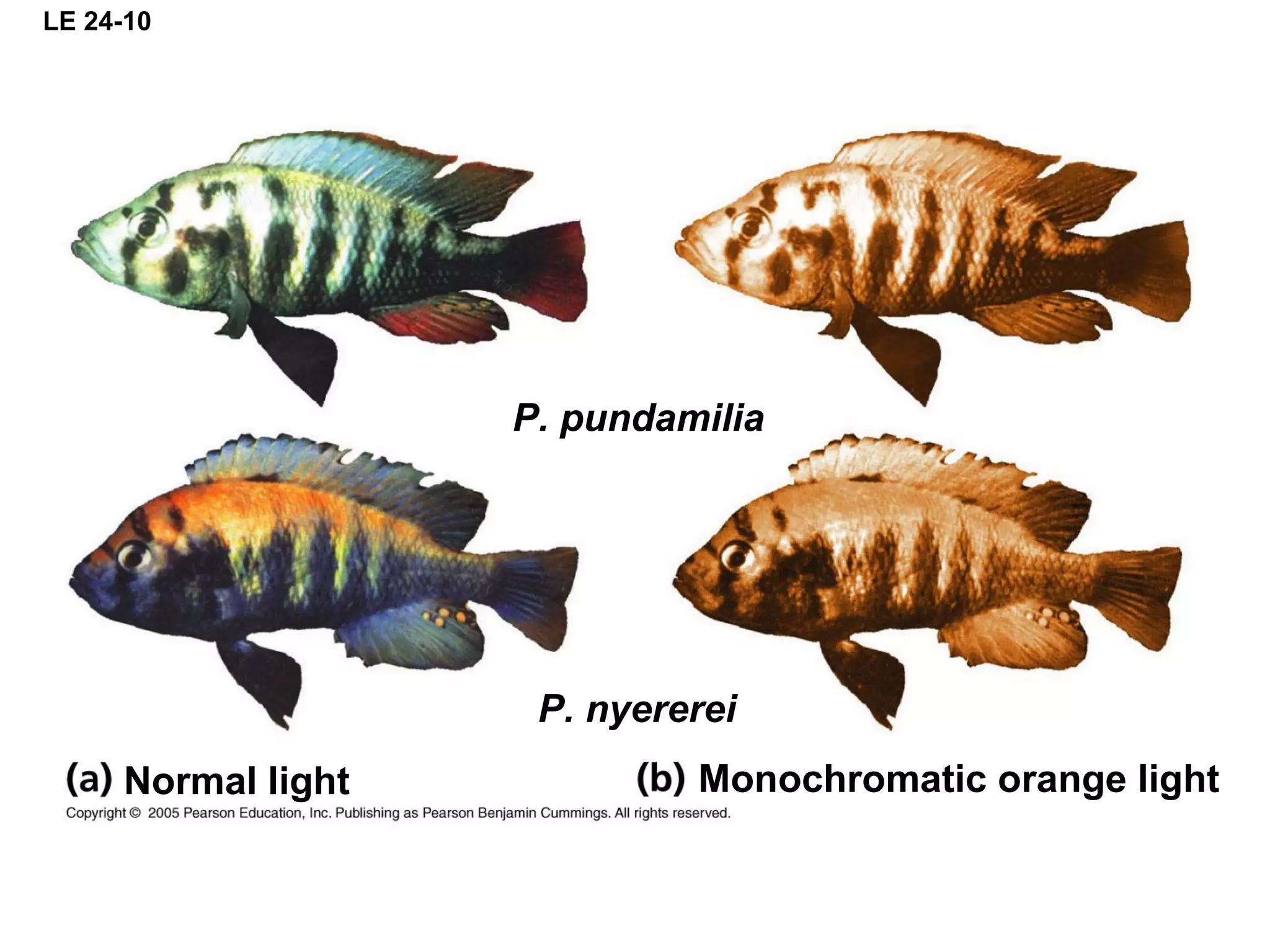 LE 24-10
Normal light Monochromatic orange light
P. pundamilia
P. nyererei
 