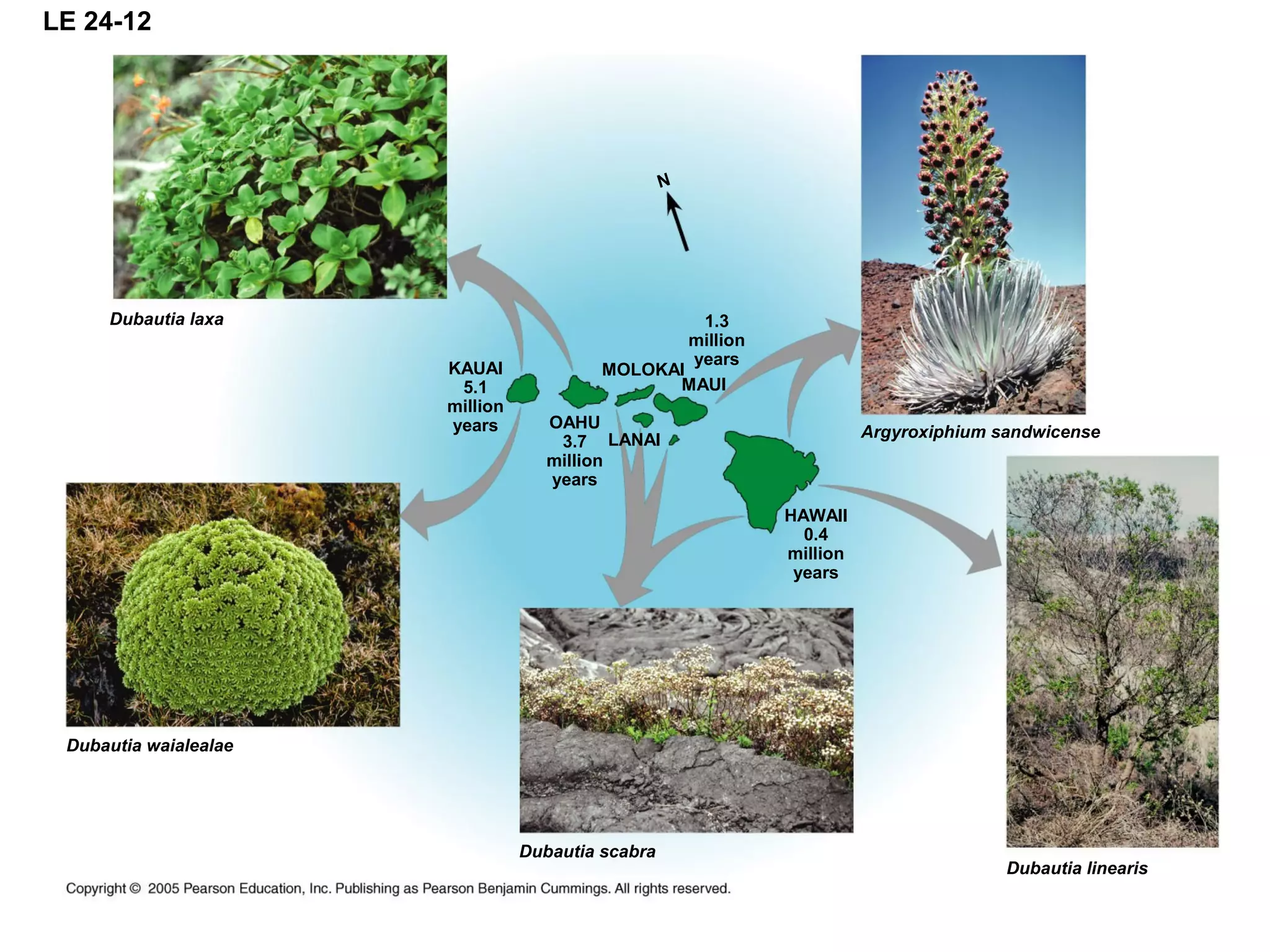 LE 24-12
KAUAI
5.1
million
years OAHU
3.7
million
years
HAWAII
0.4
million
years
1.3
million
years
MAUI
MOLOKAI
LANAI Argyroxiphium sandwicense
Dubautia linearis
Dubautia scabra
Dubautia waialealae
Dubautia laxa
N
 