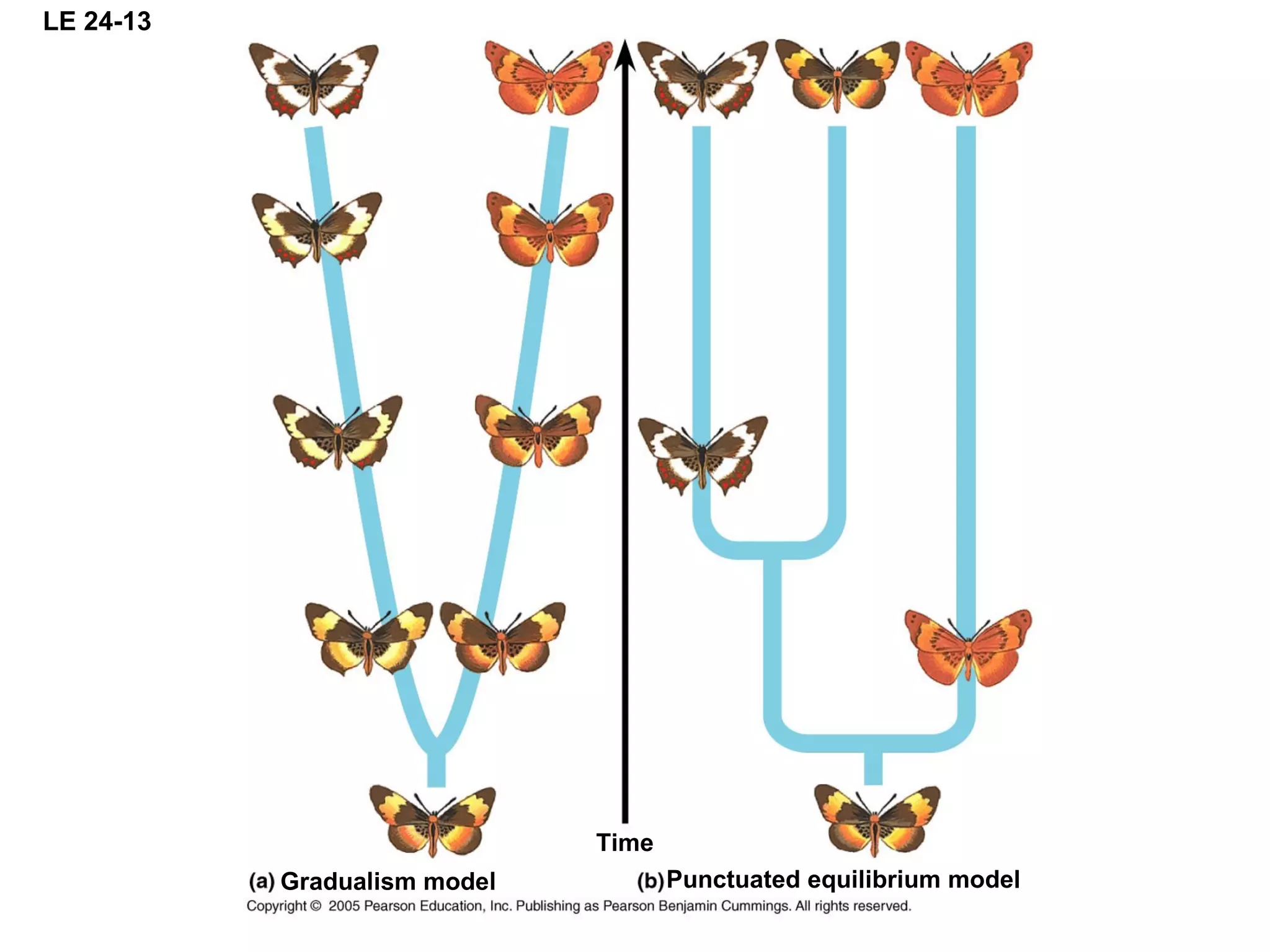 LE 24-13
Time
Gradualism model Punctuated equilibrium model
 