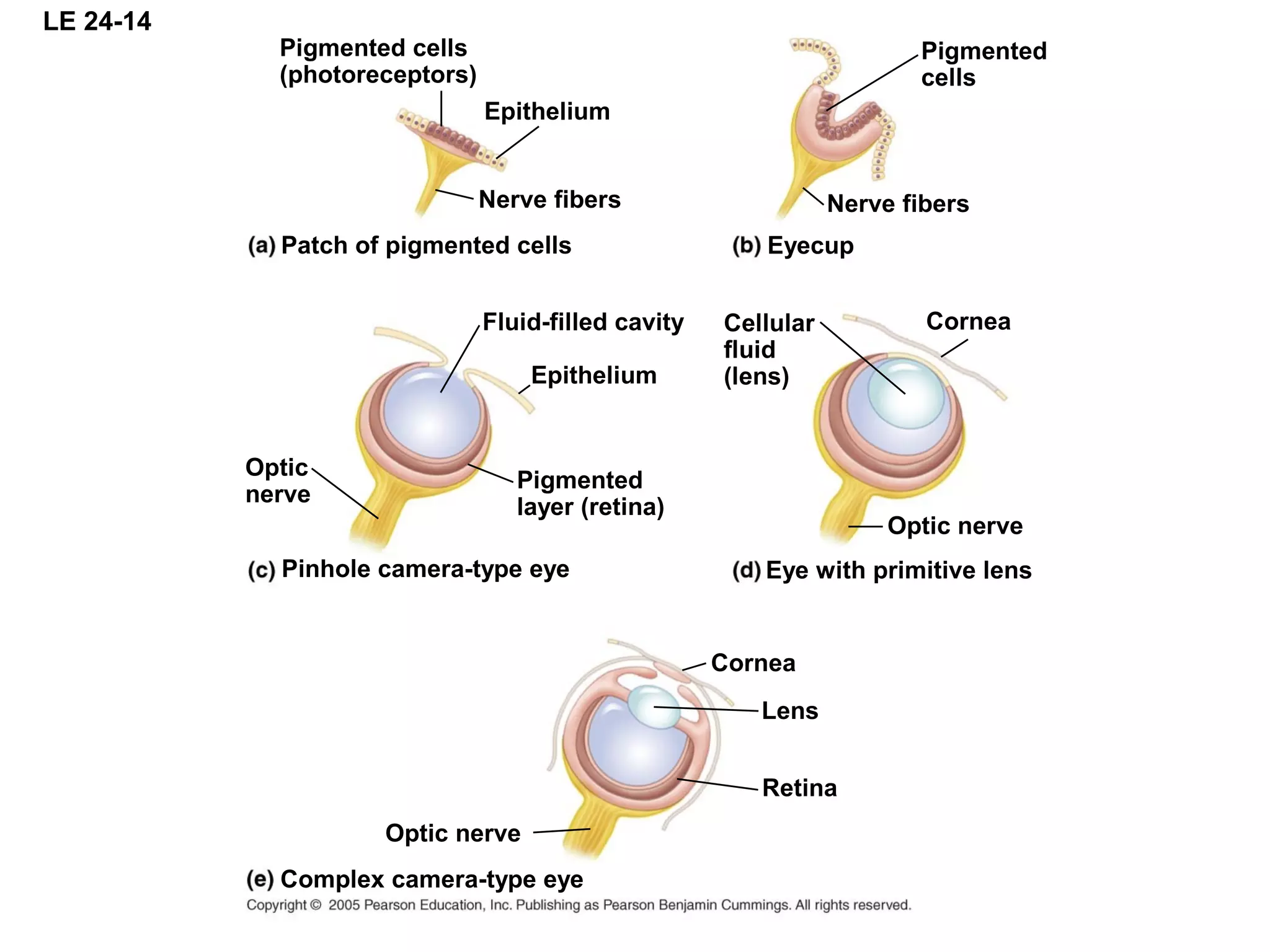 LE 24-14
Complex camera-type eye
Pinhole camera-type eye Eye with primitive lens
Patch of pigmented cells Eyecup
Pigmented cells
(photoreceptors)
Epithelium
Nerve fibers
Fluid-filled cavity
Epithelium
Pigmented
layer (retina)
Optic
nerve
Pigmented
cells
Nerve fibers
CorneaCellular
fluid
(lens)
Optic nerve
Cornea
Lens
Optic nerve
Retina
 