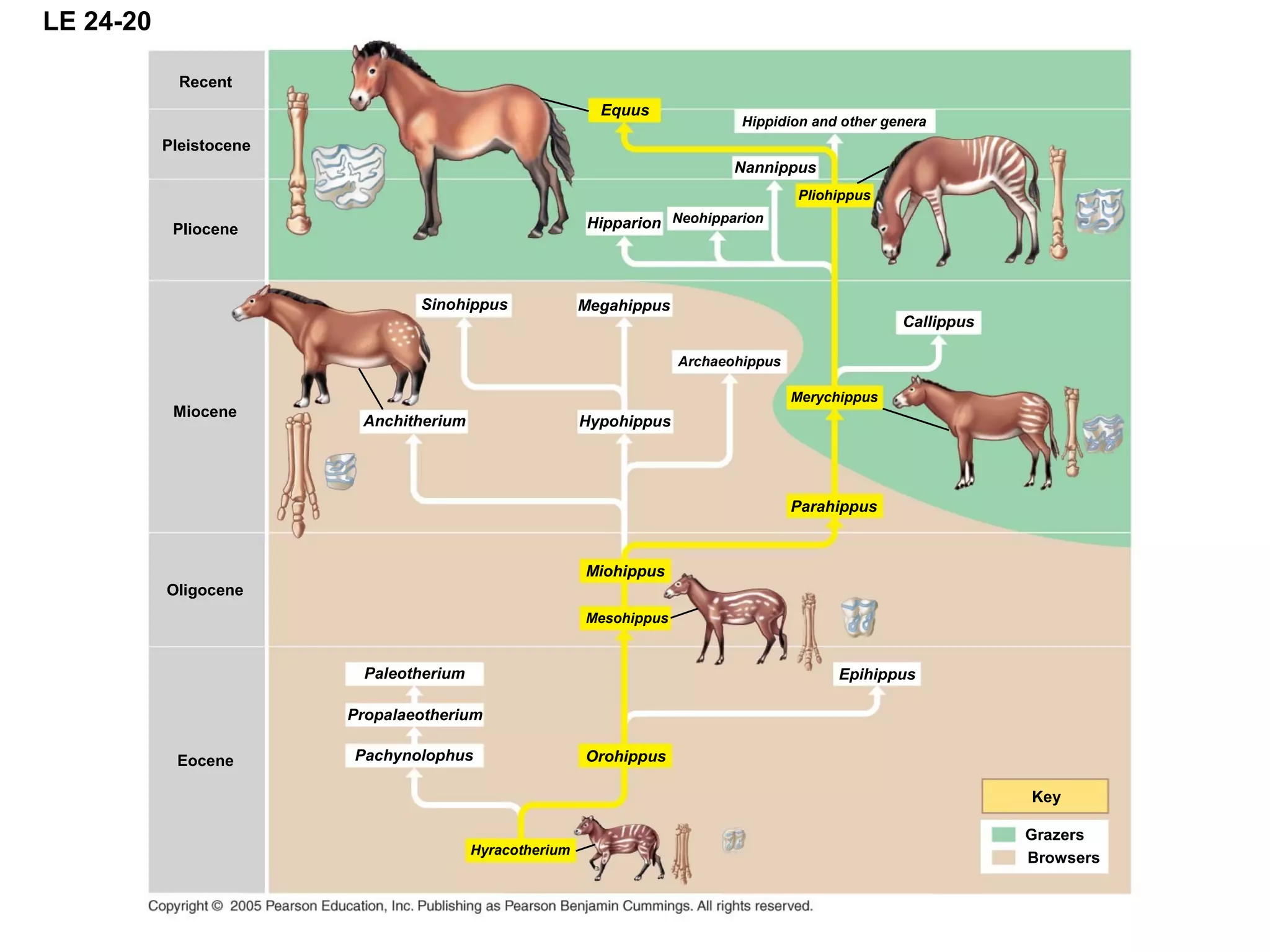 LE 24-20
Pleistocene
Sinohippus
Recent
Pliocene
Anchitherium
Miocene
Paleotherium
Oligocene
Propalaeotherium
Eocene Pachynolophus
Hyracotherium
Mesohippus
Miohippus
Orohippus
Epihippus
Key
Grazers
Browsers
Hypohippus
Parahippus
Archaeohippus
Merychippus
Callippus
Megahippus
Pliohippus
Nannippus
Hipparion Neohipparion
Hippidion and other genera
Equus
 