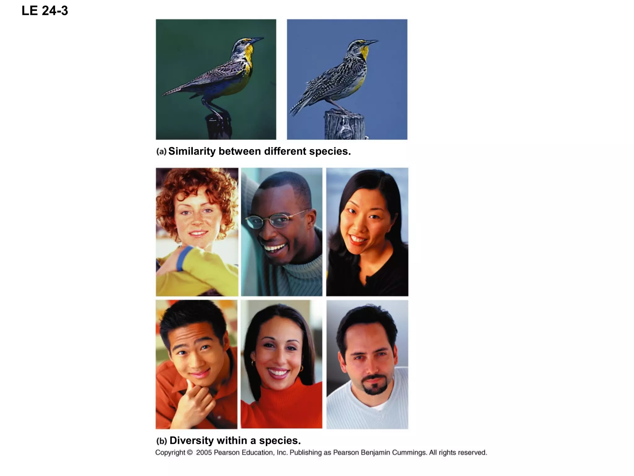 LE 24-3
Similarity between different species.
Diversity within a species.
 