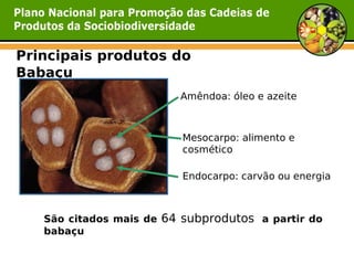 Principais produtos do
Babaçu
                         Amêndoa: óleo e azeite



                         Mesocarpo: alimento e
                         cosmético

                         Endocarpo: carvão ou energia



   São citados mais de 64 subprodutos a partir do
   babaçu
 