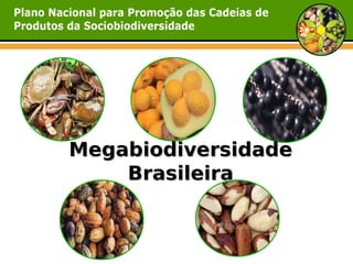 Megabiodiversidade
    Brasileira
 