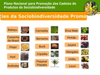 cies da Sociobiodiversidade Promovidas

   Babaçu      Carnaúba   Erva Mate

   Castanha                Pinhão
               Borracha
   do-Brasil
                           Juçara
    Pequi        Buriti
                          Mangaba
               Copaíba
    Açaí
                            Umbu
               Piaçava/
   Andiroba    Piaçaba      Licuri
 