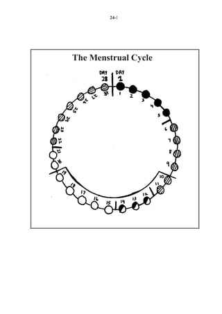 24-1




The Menstrual Cycle
 