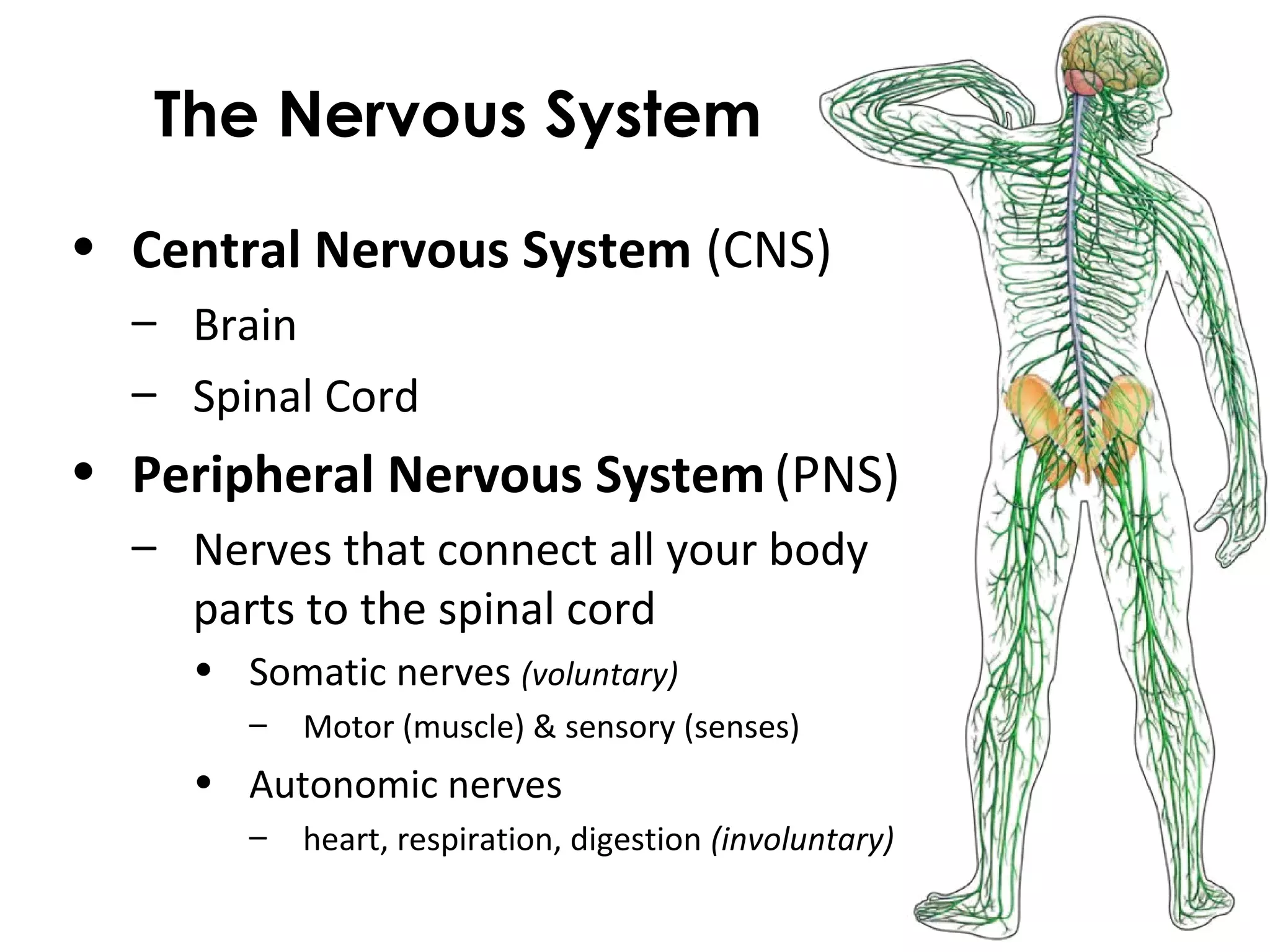 The Nervous System CNS PNS PPT