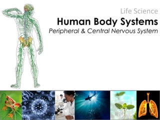 Life Science
Human Body Systems
Peripheral & Central Nervous System
 
