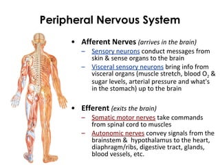 Peripheral Nervous System
• Afferent Nerves (arrives in the brain)
– Sensory neurons conduct messages from
skin & sense organs to the brain
– Visceral sensory neurons bring info from
visceral organs (muscle stretch, blood O2 &
sugar levels, arterial pressure and what's
in the stomach) up to the brain
• Efferent (exits the brain)
– Somatic motor nerves take commands
from spinal cord to muscles
– Autonomic nerves convey signals from the
brainstem & hypothalamus to the heart,
diaphragm/ribs, digestive tract, glands,
blood vessels, etc.
 