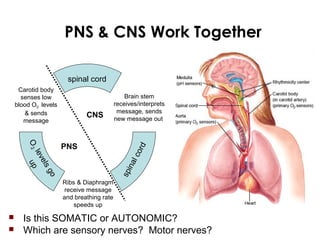 CNS
PNS
PNS & CNS Work Together
Carotid body
senses low
blood O2 levels
& sends
message
Brain stem
receives/interprets
message, sends
new message out
spinal cord
spinalcord
Ribs & Diaphragm
receive message
and breathing rate
speeds up
O2
levelsgo
up
 Is this SOMATIC or AUTONOMIC?
 Which are sensory nerves? Motor nerves?
 