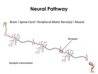 Neural Pathway
Brain  Spinal Cord  Peripheral Motor Nerve(s)  Muscle
Synapse
Synaptic transmission
 