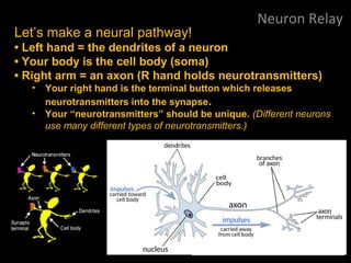 Neuron Relay
Let’s make a neural pathway!
• Left hand = the dendrites of a neuron
• Your body is the cell body (soma)
• Right arm = an axon (R hand holds neurotransmitters)
• Your right hand is the terminal button which releases
neurotransmitters into the synapse.
• Your “neurotransmitters” should be unique. (Different neurons
use many different types of neurotransmitters.)
 