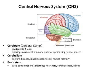 Central Nervous System (CNS)
• Cerebrum (Cerebral Cortex)
– divided into 4 lobes
– thinking, movement, memories, sensory processing, vision, speech
• Cerebellum
– posture, balance, muscle coordination, muscle memory
• Brain stem
– basic body functions (breathing, heart rate, consciousness, sleep)
 