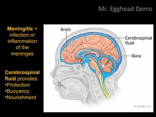 Mr. Egghead Demo
Meninges surrounding the Brain
Cerebrospinal
fluid provides:
•Protection
•Buoyancy
•Nourishment
Meningitis =
infection or
inflammation
of the
meninges
 
