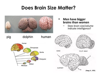 Does Brain Size Matter?
pig dolphin human
• Men have bigger
brains than women
– Does brain size/volume
indicate intelligence?
 